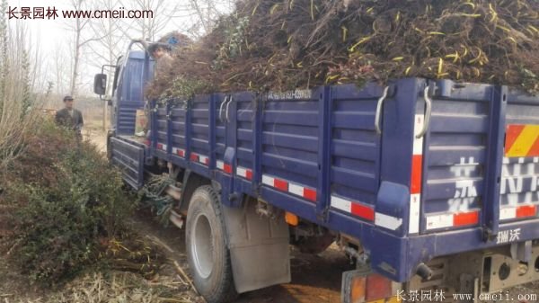 沭陽火棘球 沭陽火棘球