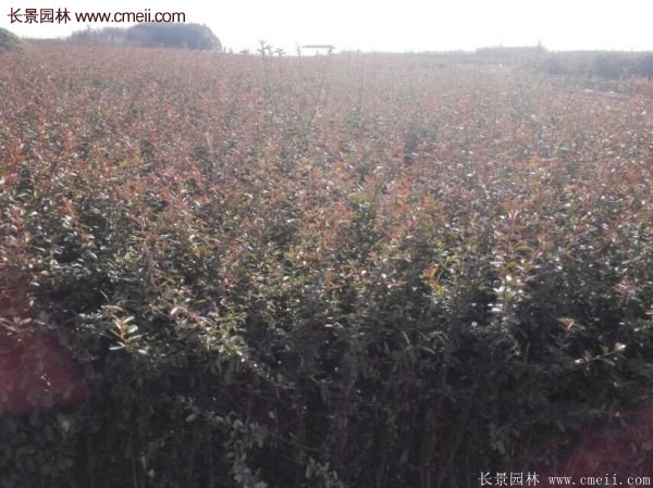 沭陽火棘球 沭陽火棘球