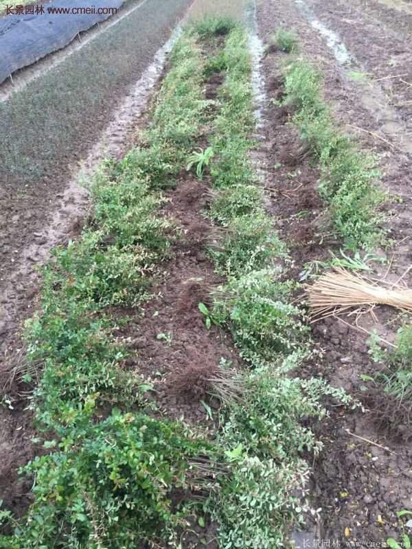 沭陽火棘苗、火棘球 沭陽火棘苗、火棘球