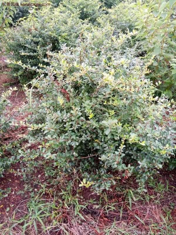 沭陽火棘苗、火棘球 沭陽火棘苗、火棘球