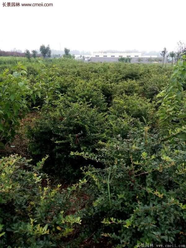 沭陽火棘苗、火棘球 沭陽火棘苗、火棘球