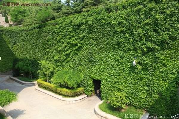 爬山虎都能種植在哪些地方？