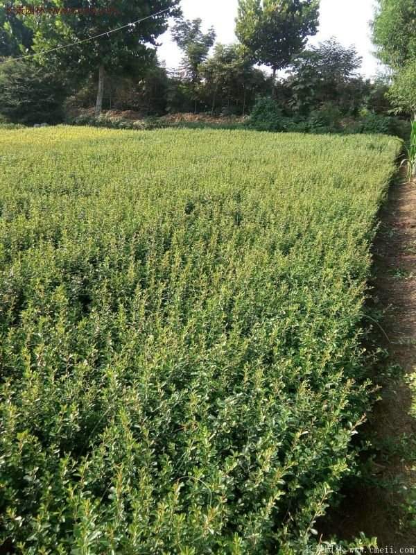 沭陽火棘綠化 沭陽火棘綠化