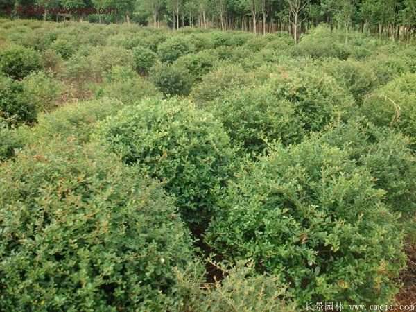 沭陽(yáng)火棘球 沭陽(yáng)火棘球