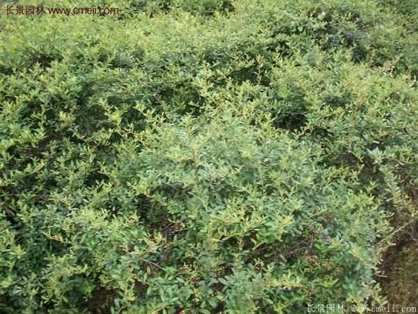 沭陽(yáng)火棘球 沭陽(yáng)火棘球