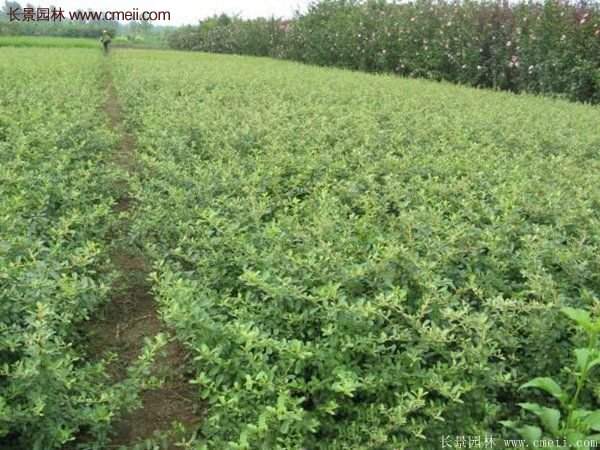 沭陽(yáng)火棘球 沭陽(yáng)火棘球