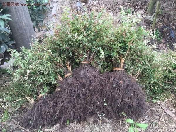 優質火棘苗 優質火棘苗