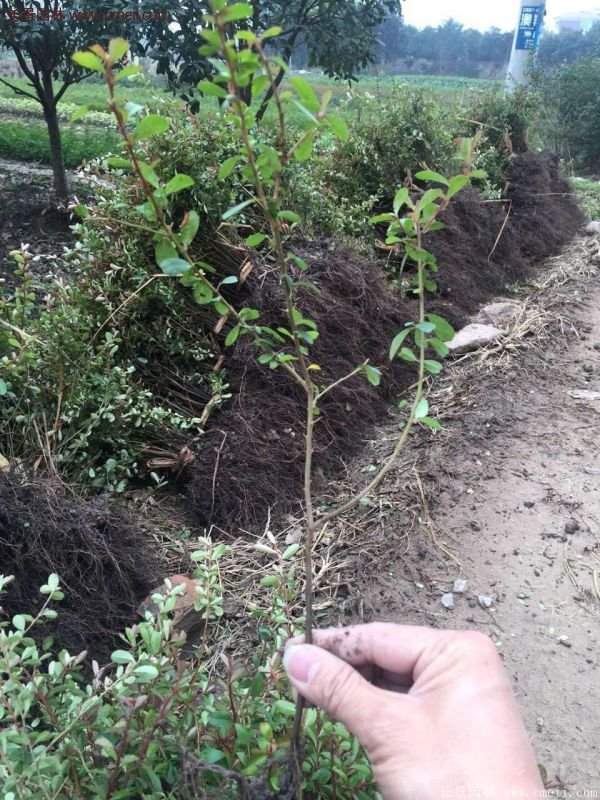 優質火棘苗 優質火棘苗