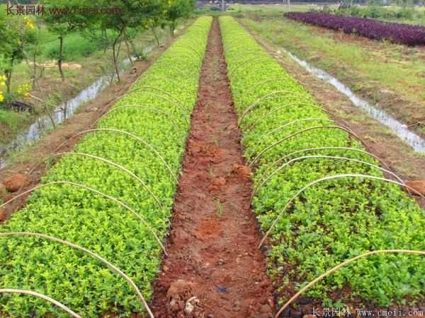 沭陽低價(jià)連翹苗