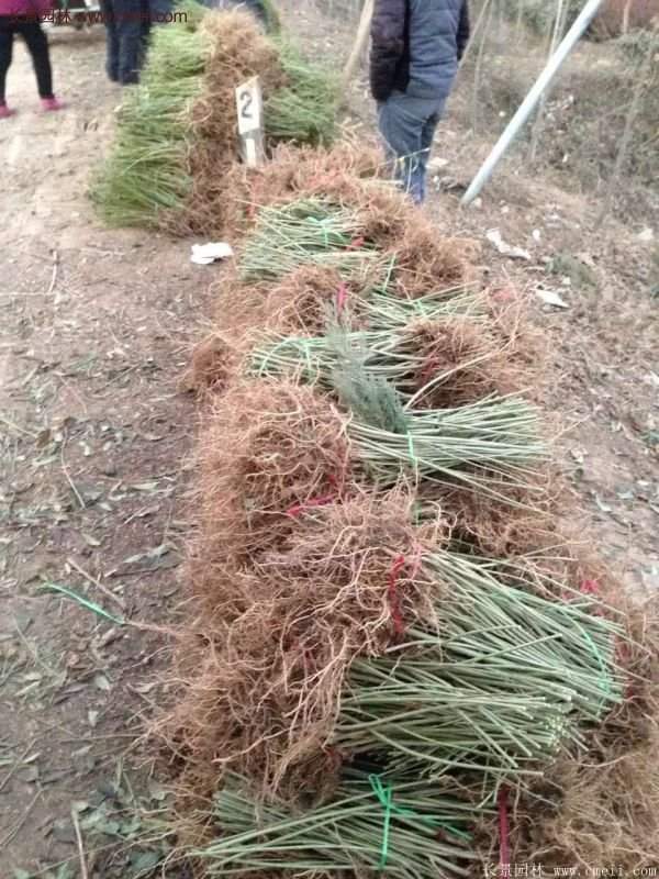 沭陽(yáng)連翹苗供應(yīng)