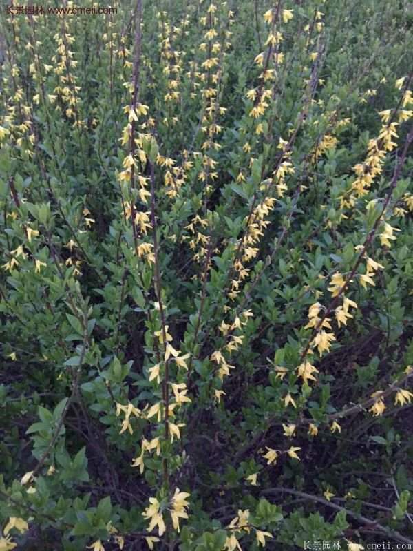 沭陽連翹的價(jià)格