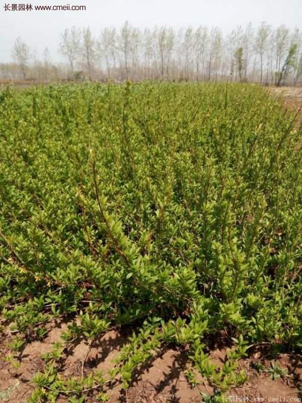 沭陽連翹的價(jià)格