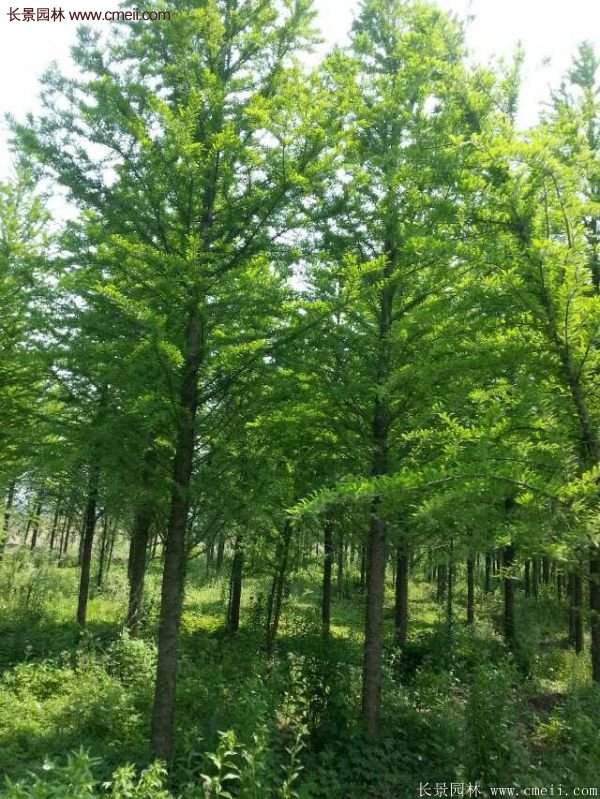 優(yōu)質水杉樹