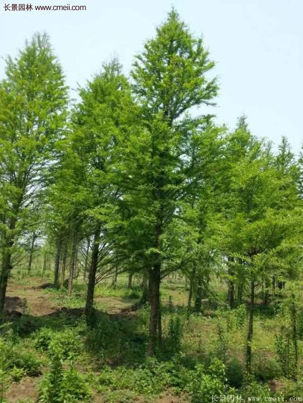 優(yōu)質水杉樹