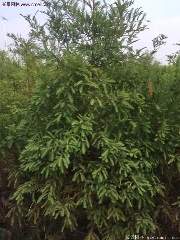 優(yōu)質水杉樹