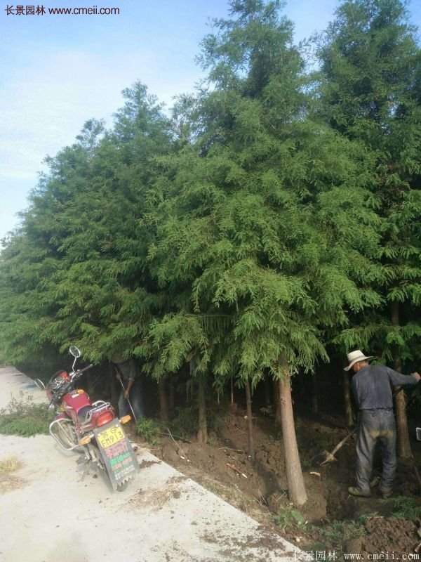 優(yōu)質水杉樹