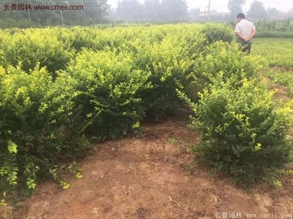 沭陽基地的金葉女貞 沭陽基地的金葉女貞