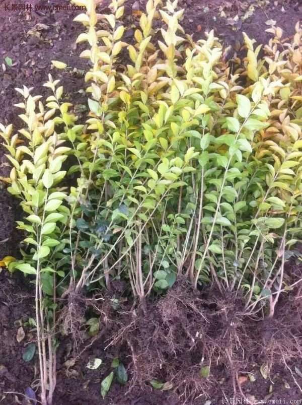 沭陽基地的金葉女貞 沭陽基地的金葉女貞