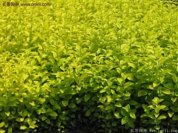 選購(gòu)金葉女貞苗