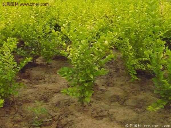 沭陽(yáng)金葉女貞苗 沭陽(yáng)金葉女貞苗