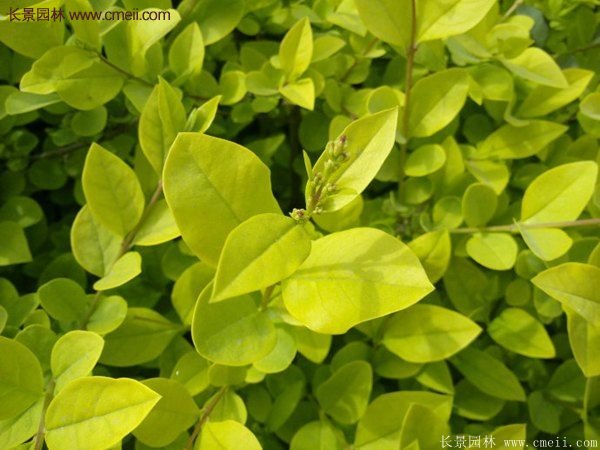 沭陽(yáng)金葉女貞苗 沭陽(yáng)金葉女貞苗