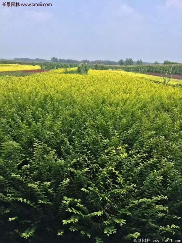 金葉女貞市場(chǎng)價(jià)格