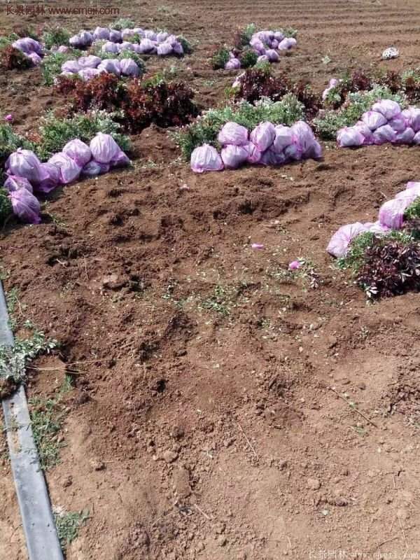 沭陽(yáng)紅葉小檗 沭陽(yáng)紅葉小檗