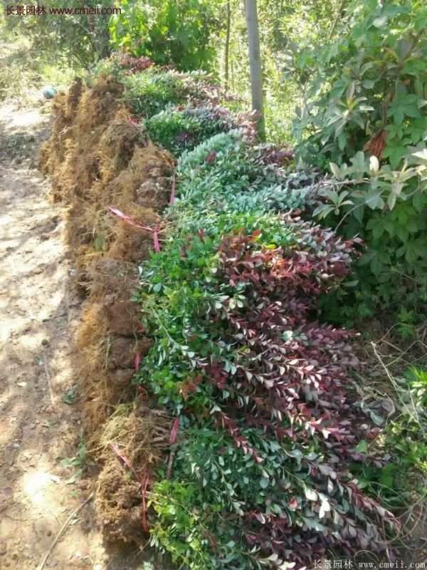 沭陽(yáng)紅葉小檗 沭陽(yáng)紅葉小檗