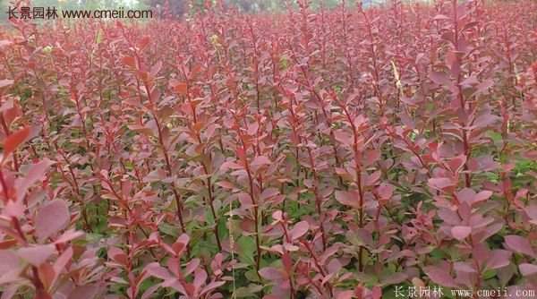 沭陽(yáng)紅葉小檗 沭陽(yáng)紅葉小檗