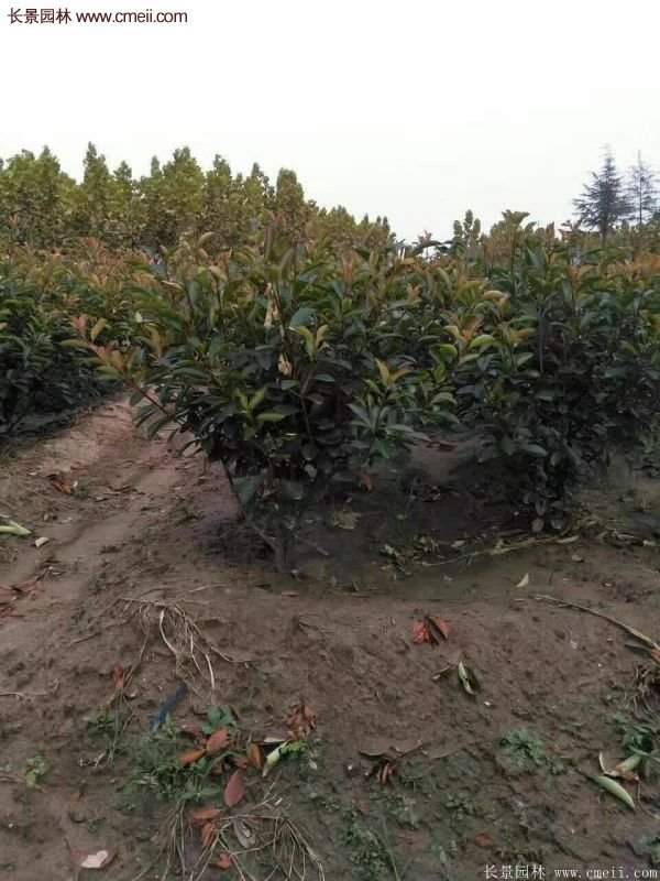 沭陽基地紅葉石楠各種規(guī)格的價(jià)格表