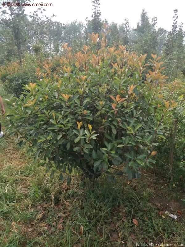 沭陽基地紅葉石楠各種規(guī)格的價(jià)格表