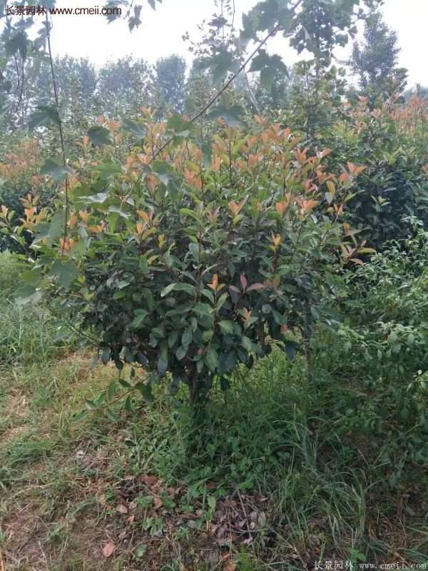 沭陽基地紅葉石楠各種規(guī)格的價(jià)格表