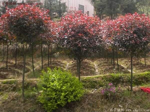 沭陽基地紅葉石楠各種規(guī)格的價(jià)格表