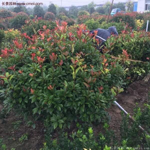 沭陽紅葉石楠的規格