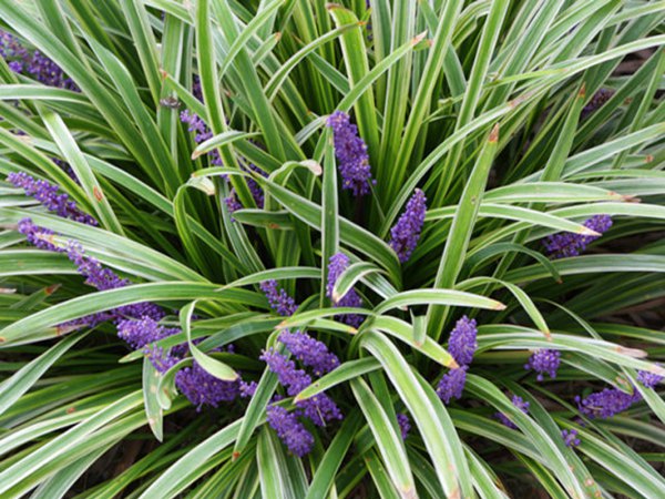 金邊麥冬圖片 金邊麥冬圖片