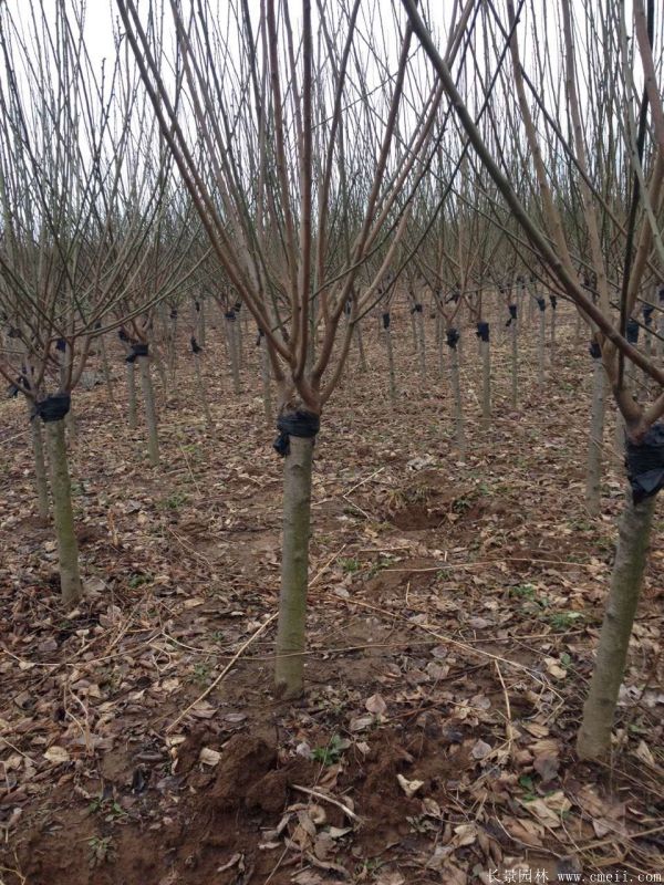 綠梅圖片基地實(shí)拍