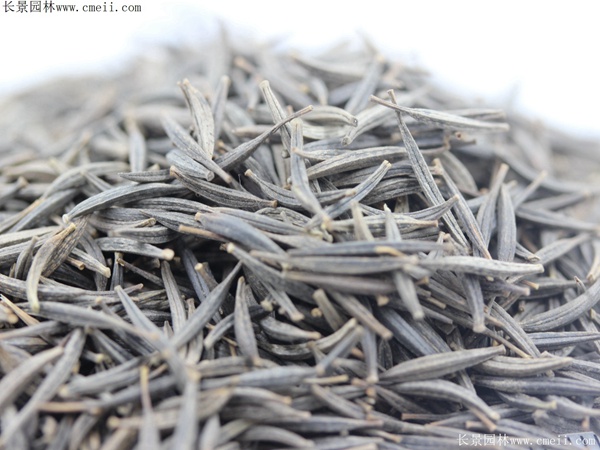 波斯菊種子圖片 波斯菊種子圖片