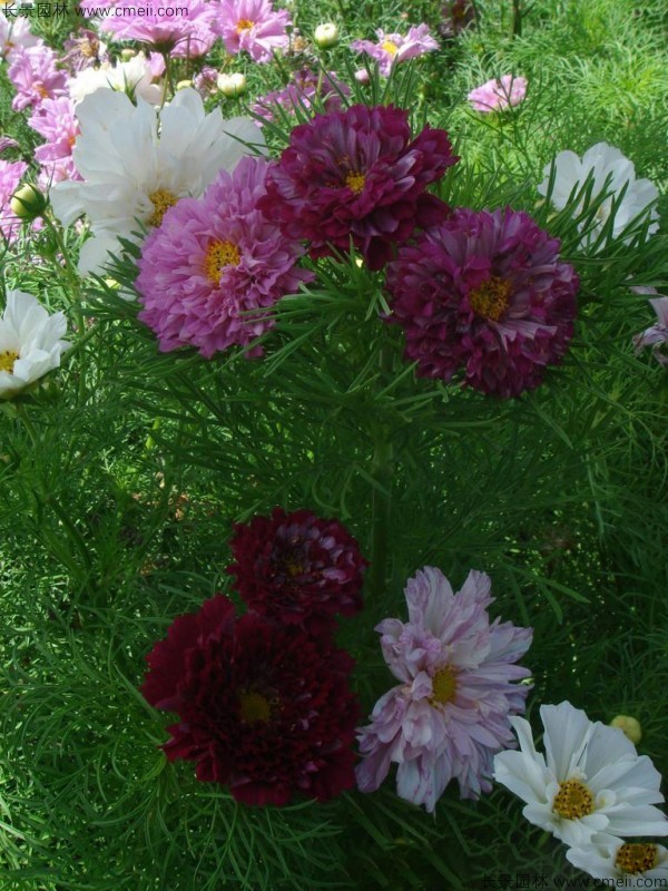 波斯菊種子發芽出苗開花圖片 波斯菊種子發芽出苗開花圖片