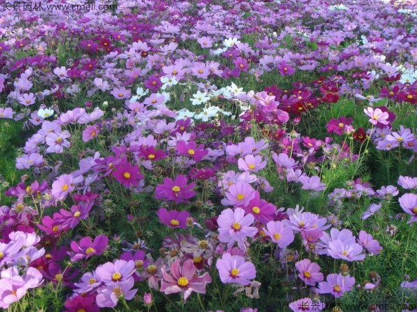 波斯菊種子發芽出苗開花圖片 波斯菊種子發芽出苗開花圖片