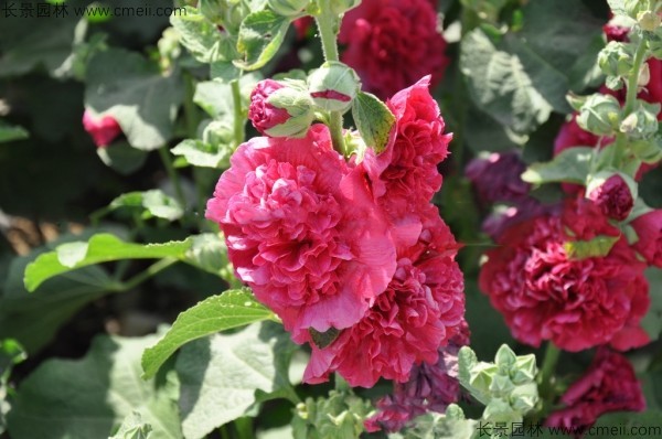 錦葵種子發(fā)芽出苗開花圖片 錦葵種子發(fā)芽出苗開花圖片