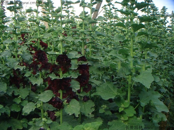 錦葵種子發(fā)芽出苗開花圖片 錦葵種子發(fā)芽出苗開花圖片