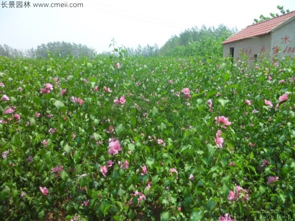 木槿種子發(fā)芽出苗開(kāi)花圖片