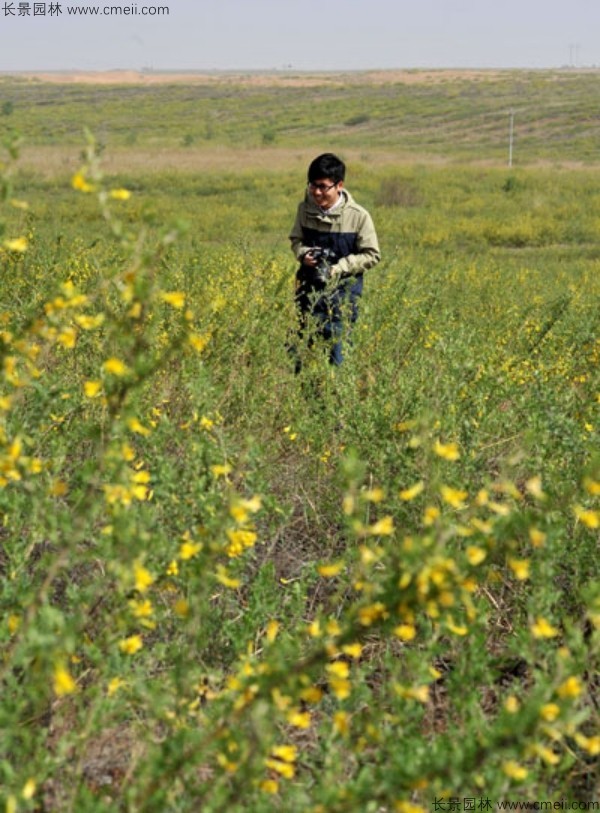 錦雞兒種子發(fā)芽出苗開(kāi)花圖片