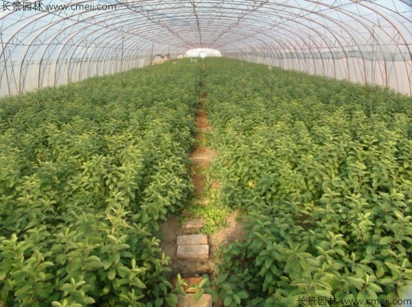 歐李種子發芽出苗開花結果圖片