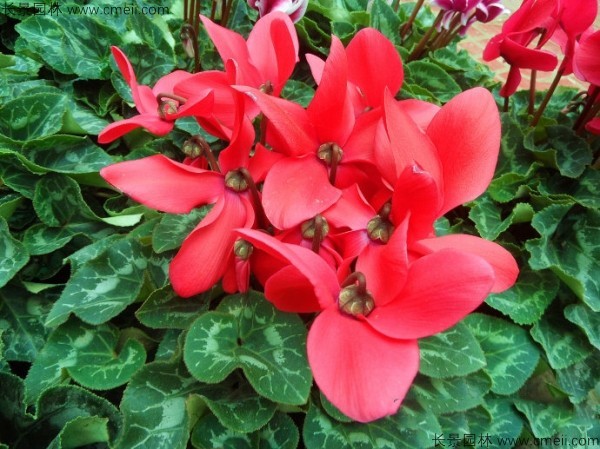 仙客來種子發(fā)芽出苗開花圖片