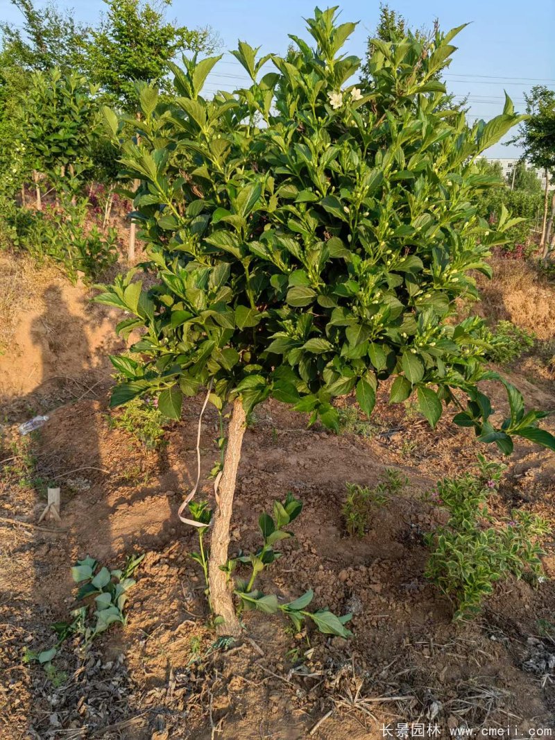 五彩錦帶 五彩錦帶