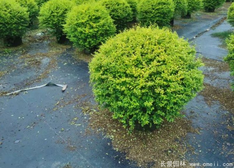 亮晶女貞球 亮晶女貞球