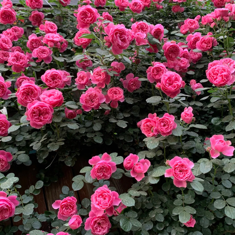 月季拱門 來(lái)自長(zhǎng)景園林 月季拱門 來(lái)自長(zhǎng)景園林