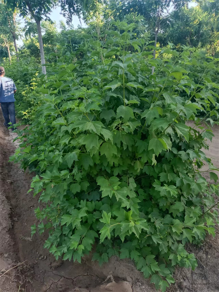 天目瓊花 天目瓊花