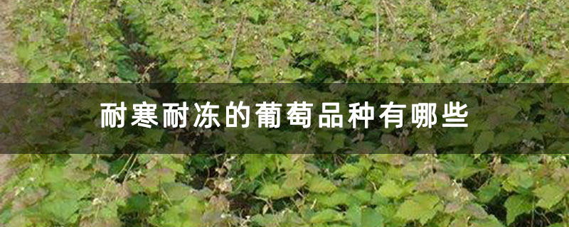 耐寒耐凍的葡萄品種有哪些